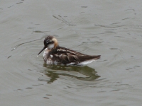 Phalarope?